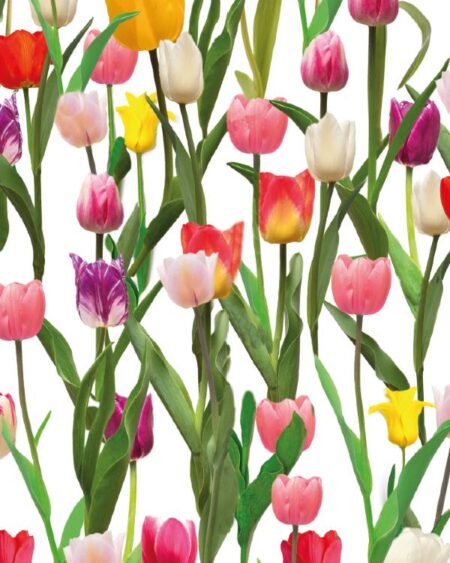 Bomuldsjersey med Tulipaner i hvid